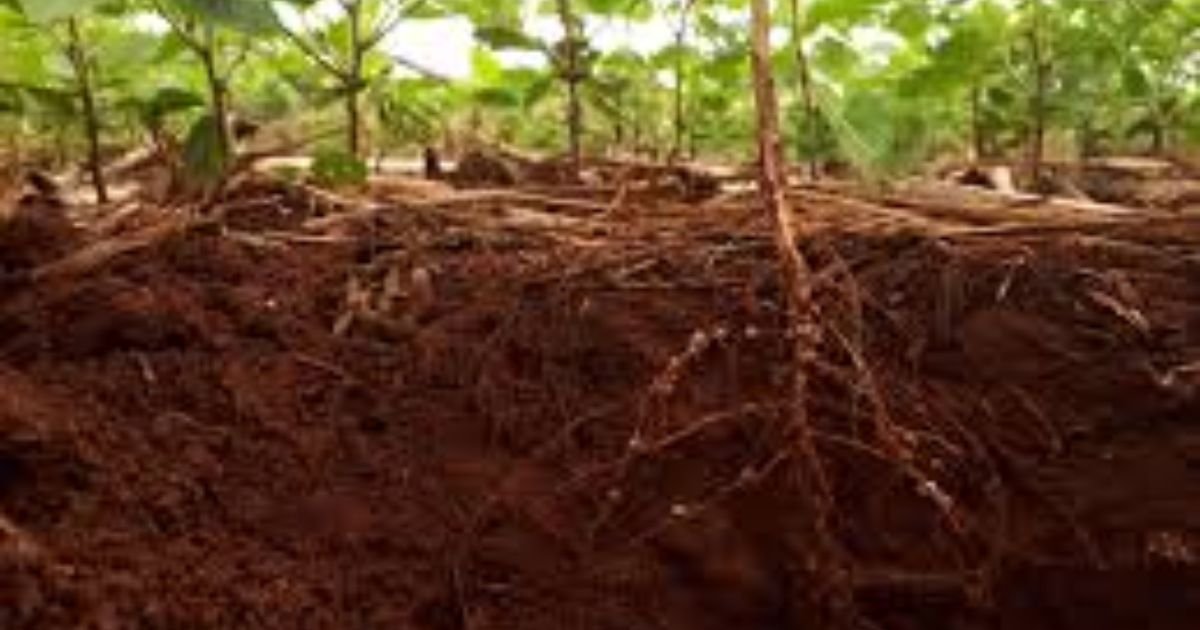 add-organic-matter-to-feed-your-soil-naturally (2)