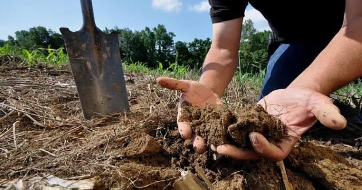 A person wearing blue gardening gloves carefully measuring out organic granular fertilizer to sprinkle around the base of a healthy green vegetable plant.