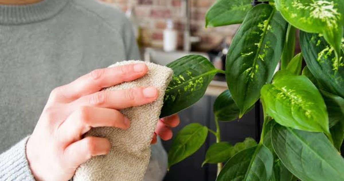 A person using a small spray bottle to gently treat the underside of leaves on a potted indoor houseplant to eliminate pests early.