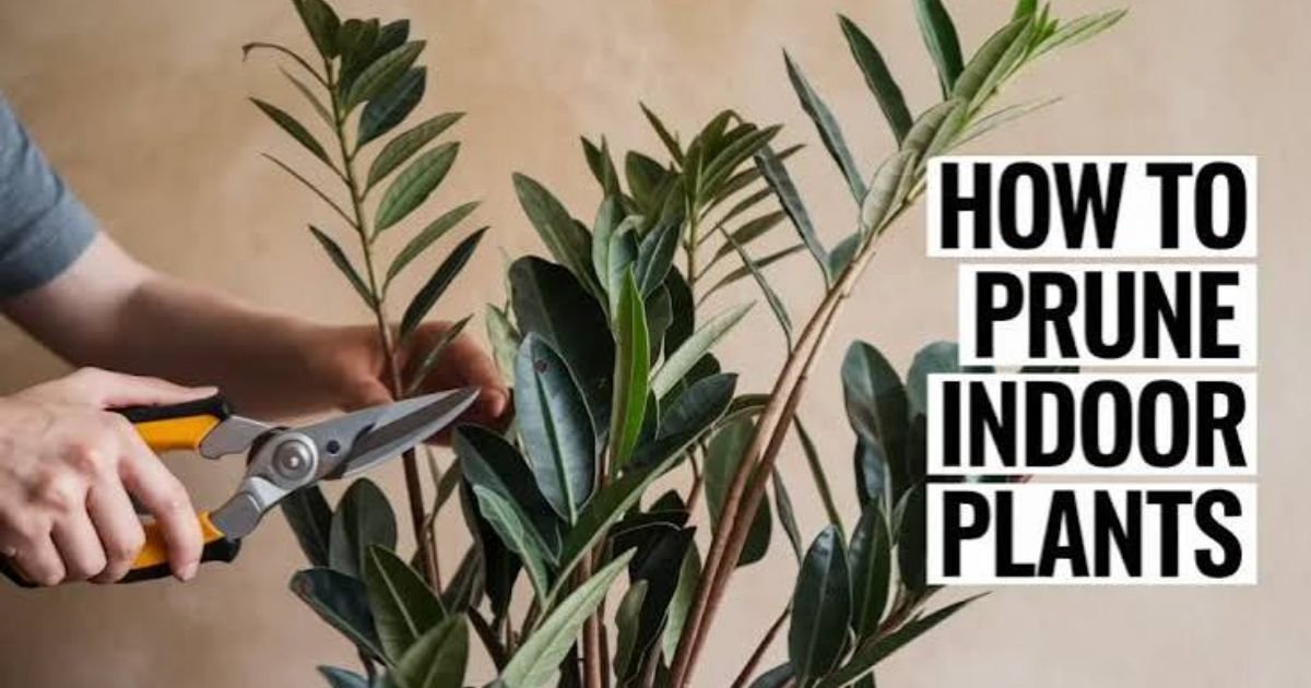  A person using sharp hand pruners to cleanly snip a dead branch off a healthy green shrub in a sunlit garden.