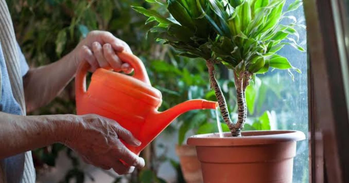 A close-up shot of a drip irrigation system gently dripping water directly onto the root base of a thriving green garden plant