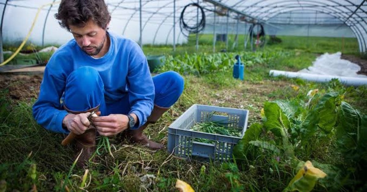 rotate-your-crops-to-keep-soil-healthy