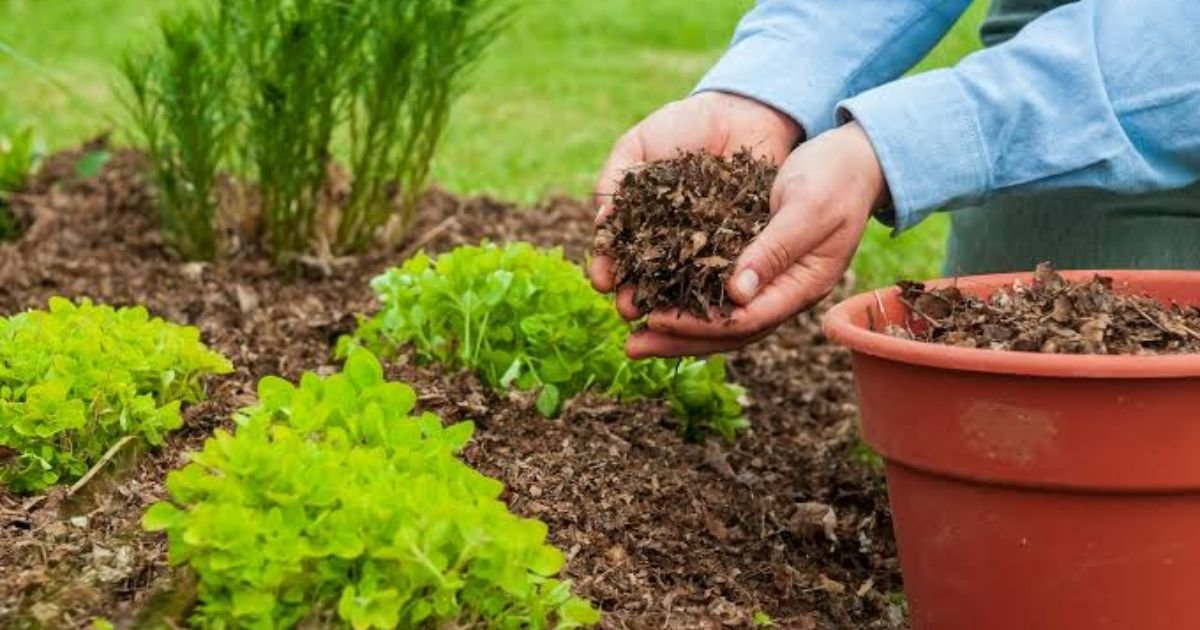use-mulch-to-protect-and-improve-garden-soil
